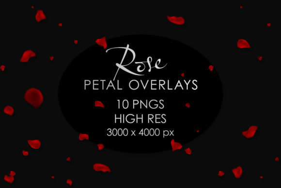 Download Falling Rose Petals Overlay PNGs - Rose Collection